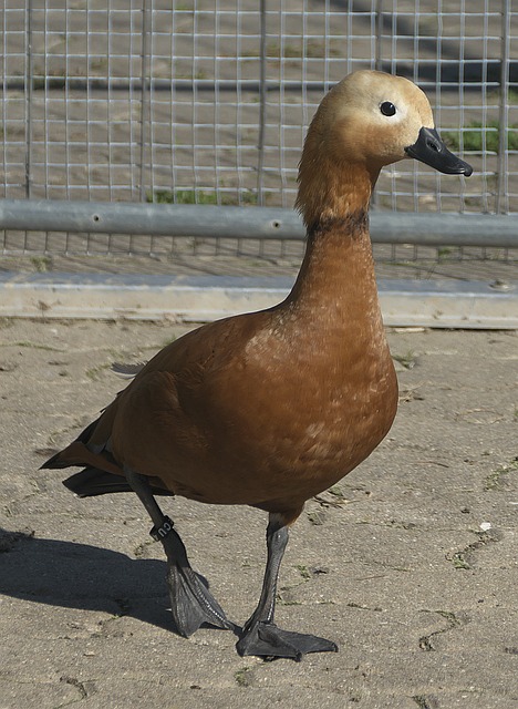 保护略